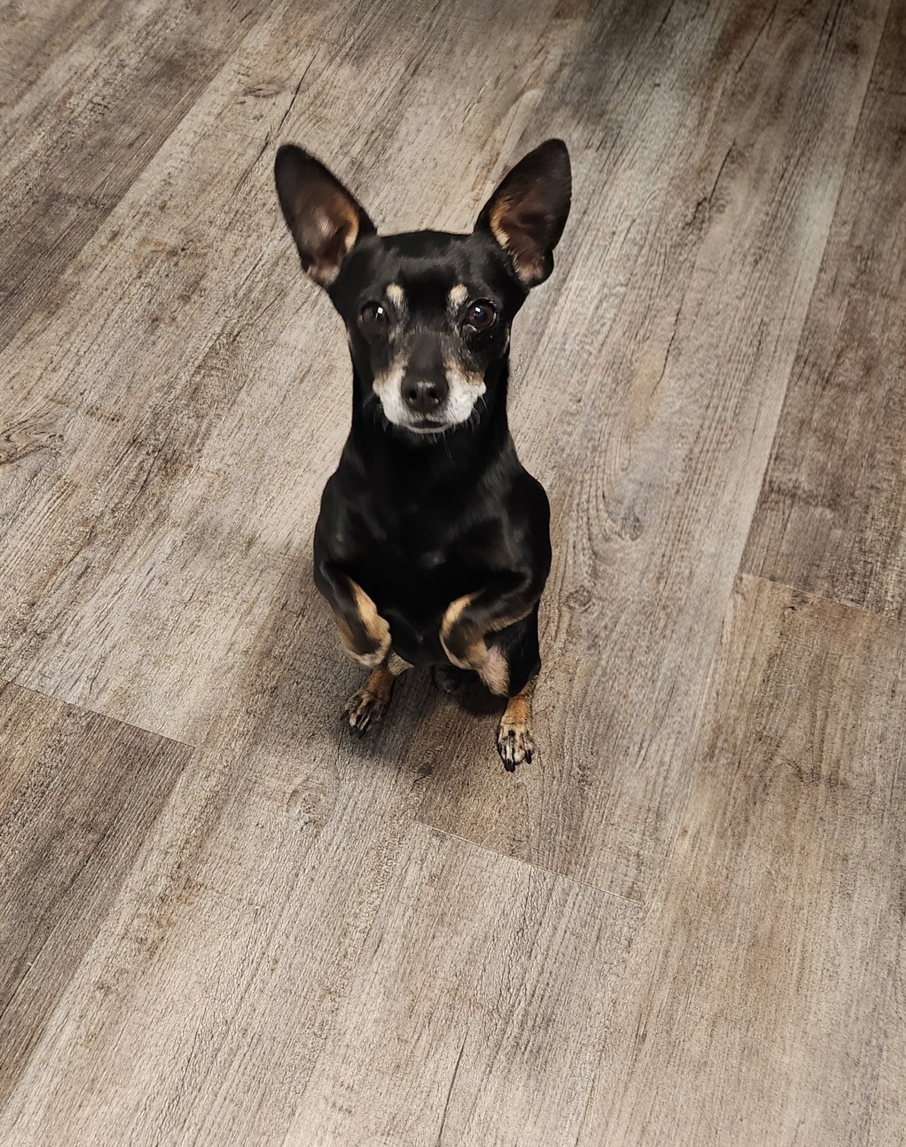 Rocky the black and white chihuahua