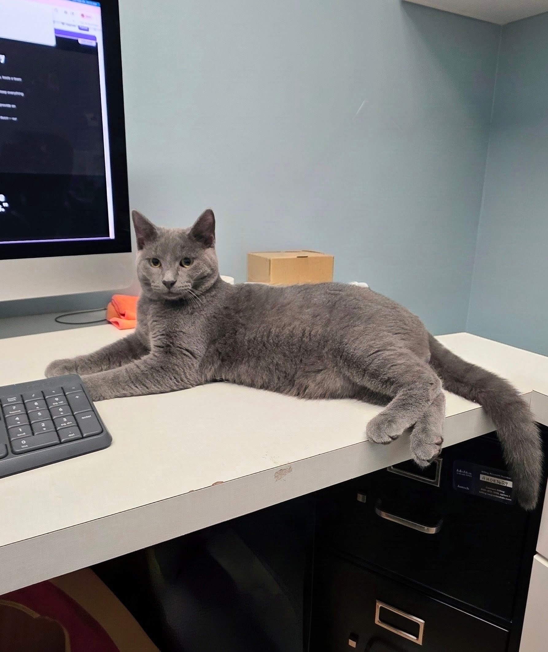 Butch the grey cat